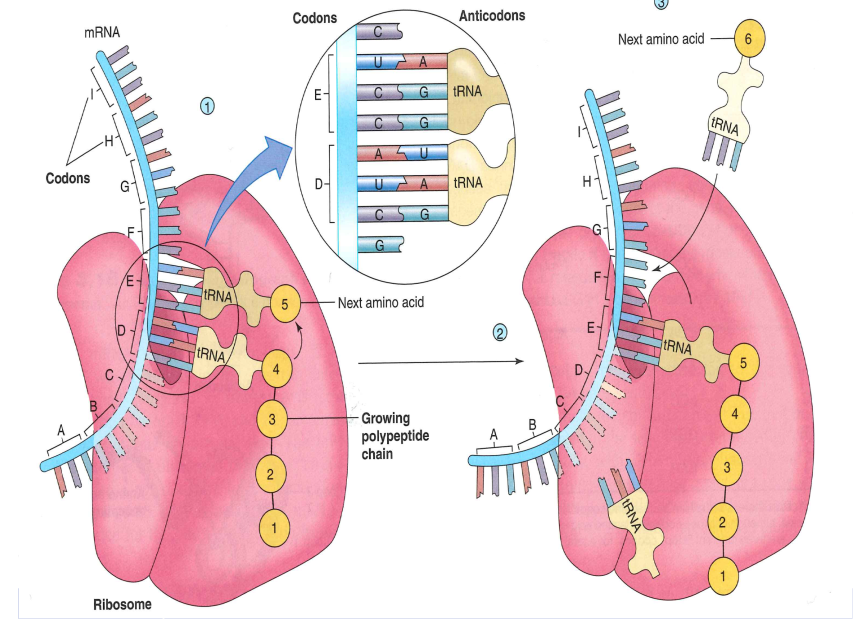 Ribosomer