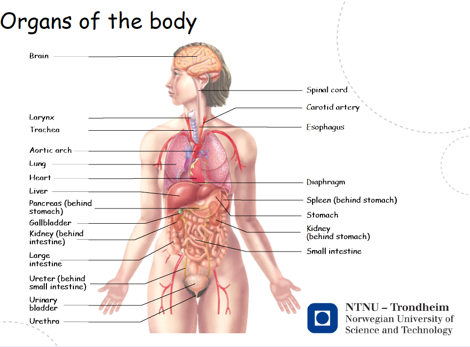 Organer i kroppen