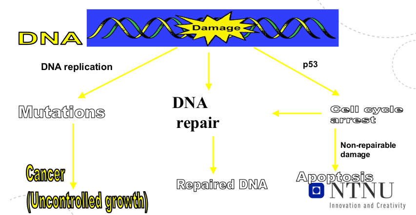 Mutator gener